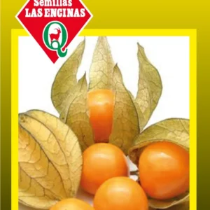 PHYSALIS (Linterna China)