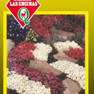 ALYSUM COLORES VARIADOS