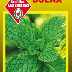 ZAPALLO ITALIANO REDONDO VERDE OSCURO