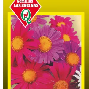 REINA LUISA AMERICANA