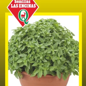 ALBAHACA ENANA