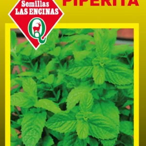 MENTA PIPERITA
