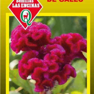 CELOSIA CRESTA DE GALLO