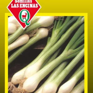 CEBOLLIN PARA TIERNO