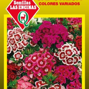 CLAVELINA JAPONESA COLORES VARIADOS