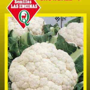 COLIFLOR SNOWBALL "Y"