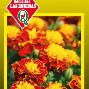 CLAVELÓN ENANO DOBLE VARIADO