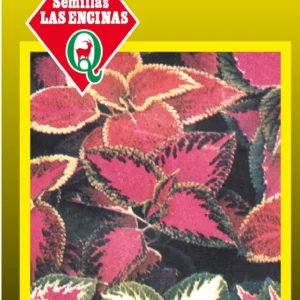 COLEUS COLORES VARIADOS