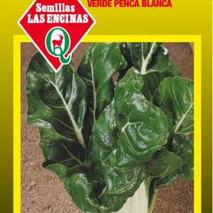 ACELGA VERDE PENCA BLANCA
