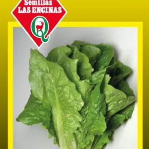 LECHUGA COSTINA