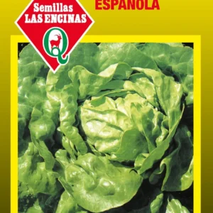 LECHUGA ESPAÑOLA