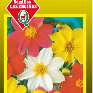 DALIA ENANA COLORES VARIADOS