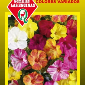 DIEGO DE LA NOCHE COLORES VARIADOS
