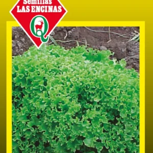 LECHUGA LOLLO RUBIA