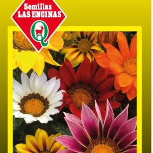 GAZANIA COLORES VARIADOS