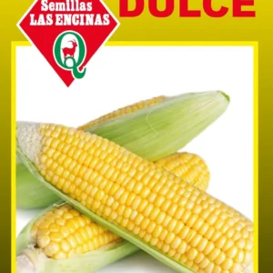 MAÍZ DULCE