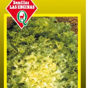 ACHICORIA CORAZÓN DE ORO