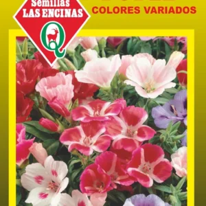 GODETIA DOBLE COLORES VARIADOS