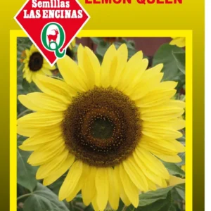 MARAVILLA LEMON QUEEN